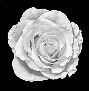 Monochrome life macro of a single isolated white rose blossom in vintage painting style