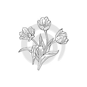 Monochrome Line art tulips flowers bouquet isolated on white