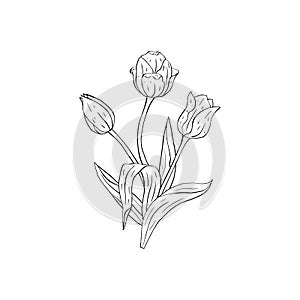 Monochrome Line art tulips flowers bouquet isolated on white