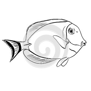 monochrome line paracanthurus fish illustration