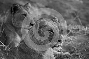 Monochrome of lionesses watching their prey