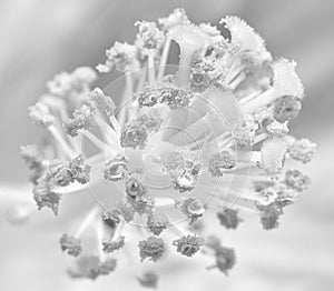 Monochrome macro of the pistil of a single isolated hibiscus blossom with detailed texture
