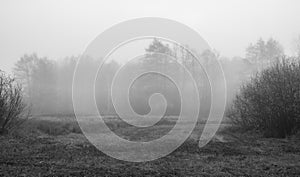 Monochrome marsh landscape, Poland