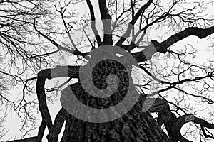 Monochrome melancholic image of tall branchy gloomy oak tree in winter.