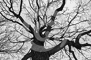 Monochrome melancholic image of tall branchy gloomy oak tree in winter.