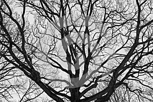 Monochrome melancholic image of tall branchy gloomy oak tree in winter.