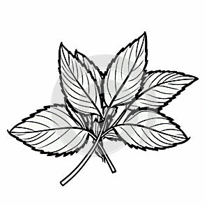 Monochrome Mint Leaves Coloring Page With Clean Inking Style