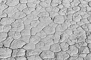 Monochrome mud texture of drying prism desiccation cracks in soil.