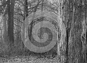 Monochrome mystery in a motionless wood photo
