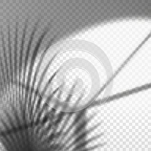 Monochrome palm branch reflection on wall, vector