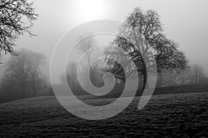 Monochrome parkland with mist
