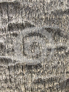 Monochrome pattern of tropical tree bark