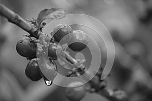 Monochrome Photo of Red Kopi Lintong Beans Arabica Typica From Lintongnihuta, Humbang Hasundutan, North Sumatra, Indonesia