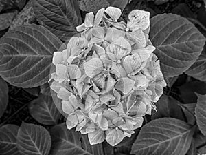 Monochrome photo of the ultra violet flower