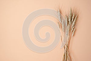 Monochrome photography. ears of wheat lie on a pink background with a bouquet. view from top.