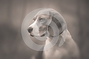 Monochrome portrait of beautiful dog