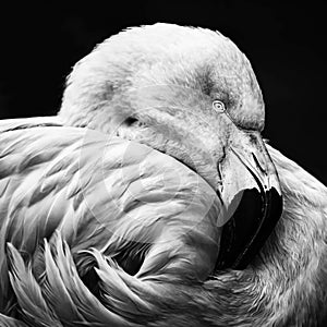 Monochrome Portrait of a Chilean flamingo