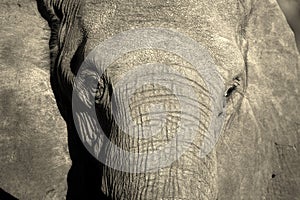 Monochrome portrait of elephant face