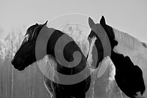 Monochrome portrait of  two horses in different colors black with white star and pinto