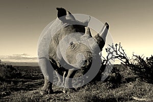 Monochrome portrait of white rhino