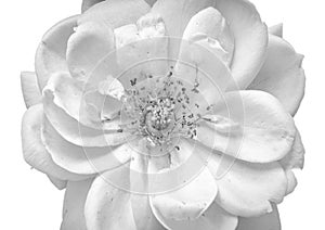 Monochrome rose blossom macro on white background