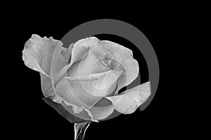 Monochrome rose macro of a blossom with stem and leaf in vintage painting style on black background