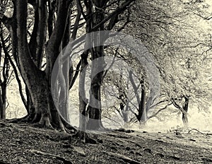 Monochrome sepia image of misty beech woodland with large ancient trees