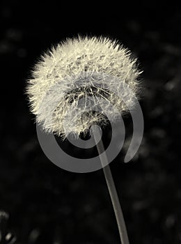 Monochrome sepia toned image of a single glowing dandelion seed head against a dark background