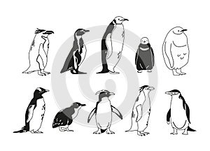 Monochrome Set of Penguins Various Species, Emperor, Adelie, Gentoo, Rockhopper, King and Macaroni, Fluffy, and African