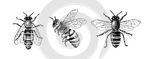 Monochrome set of three bees or honeybees