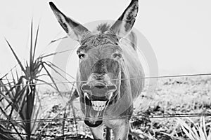 Monochrome shot of the laughing donkey