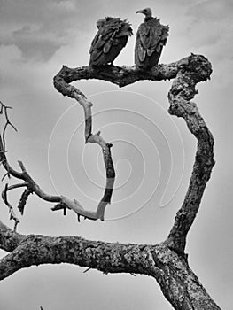 Monochrome shot of two vultures perched on twisted branch of dead tree