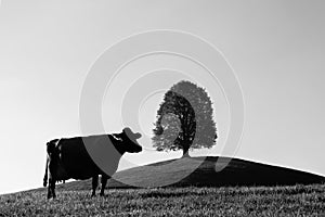 Monochrome silhouette of a swiss cow on a grass with tree on a background shot in Zug, Switzerland.