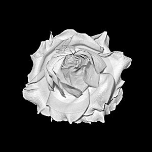 Monochrome single isolated white rose blossom macro, vintage painting style on black background