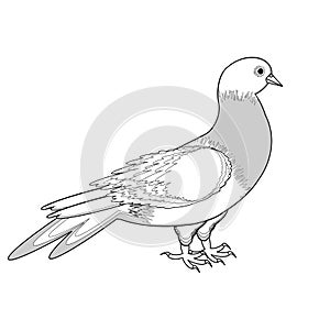 A monochrome sketch of a pigeon