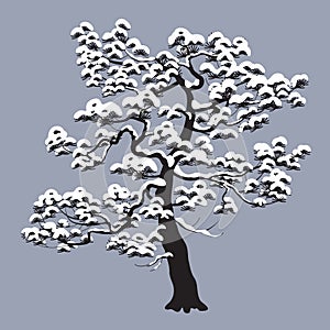 Monochrome Snow Covered Pine Tree Isolated on Gray