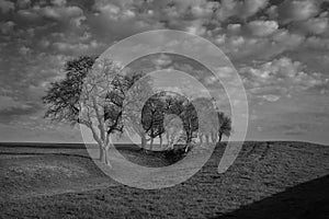 Monochrome Spring Landscape with Bare Trees in the Mostviertel, Lower Austria