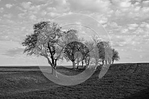 Monochrome Spring Landscape with Bare Trees in the Mostviertel, Lower Austria