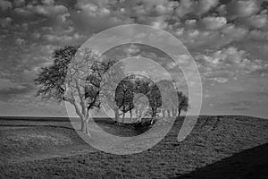 Monochrome Spring Landscape with Bare Trees in the Mostviertel, Lower Austria photo