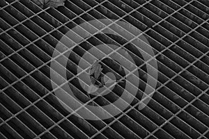 Monochrome Square metal hatch in urban pavement, sewer manhole cover with marking lines and leaf inside