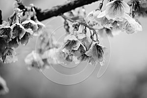 Monochrome Thai cherry blossom branch