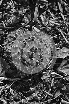 Monochrome Toadstools moss cone, forerst ground