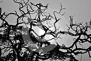 Monochrome tree branches with sun and sky in the background