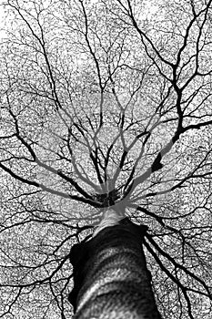 Monochrome Tree, up view, look up, black and white, branches
