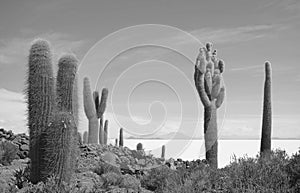 Monochrome Trichocereus Cactus Field on Isla Incahuasi or Isla del Pescado Rocky Outcrop in the Middle of Uyuni Salt Flats Bolivia