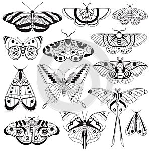 Monochrome Tropic Butterflies Silhouettes