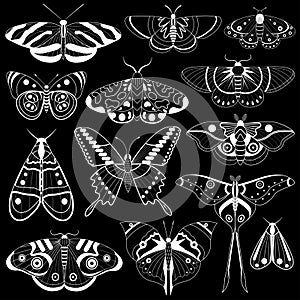 Monochrome Tropic Butterflies Silhouettes