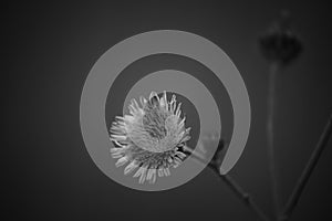 Monochrome Tropical Common Dandelion Flowers