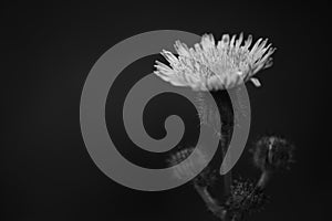 Monochrome Tropical Taraxacum sp Flower and Buds