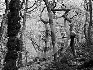 Monochrome twisted spooky eerie winter trees in misty winter